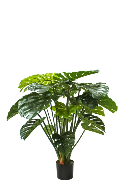 Image of Monstera - 120cm