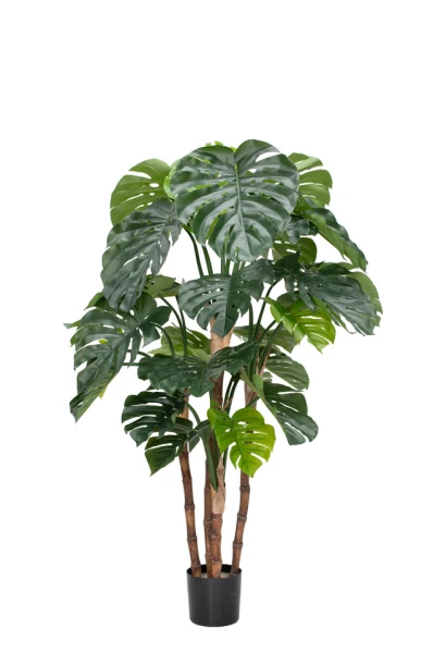 Image of Monstera - 165cm