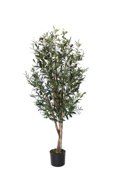Image of Olive Tree - 150cm