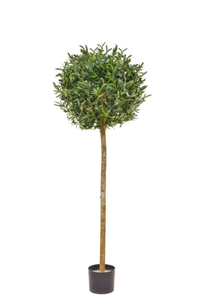 Image of Olive Tree with Fruit - 150cm