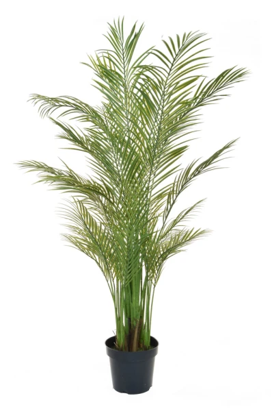 Image of Palm Tree - 210cm