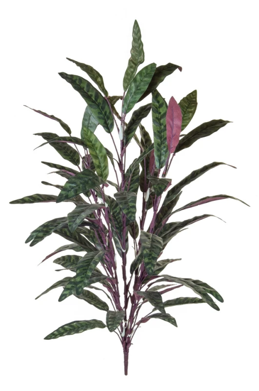 Image of Peacock Bush - 85cm