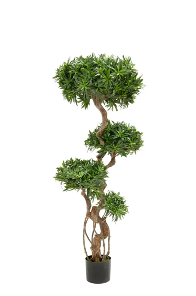 Image of Podocarpus Tree - 150cm