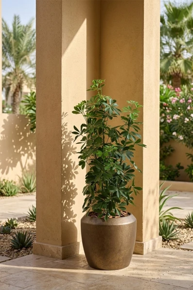 Outdoor Artificial Pittosporum in Mocha Earle Dumpy Pot - 120cm