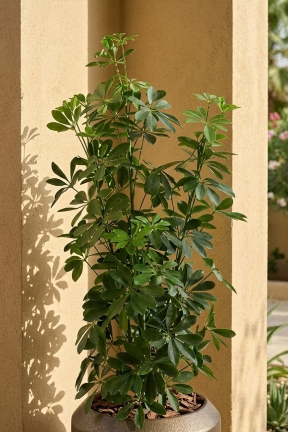 Outdoor Artificial Pittosporum in Mocha Earle Dumpy Pot - 120cm