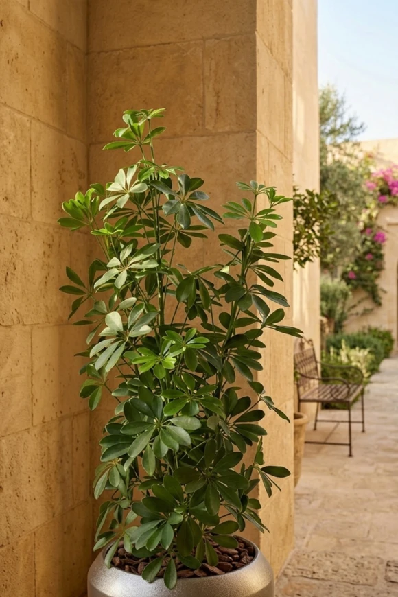 Outdoor Artificial Pittosporum in Slate Earle Dumpy Pot - 120cm