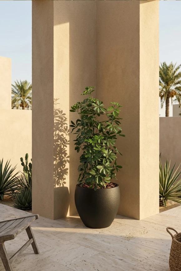 Outdoor Artificial Pittosporum in Black Easington Pot - 120cm