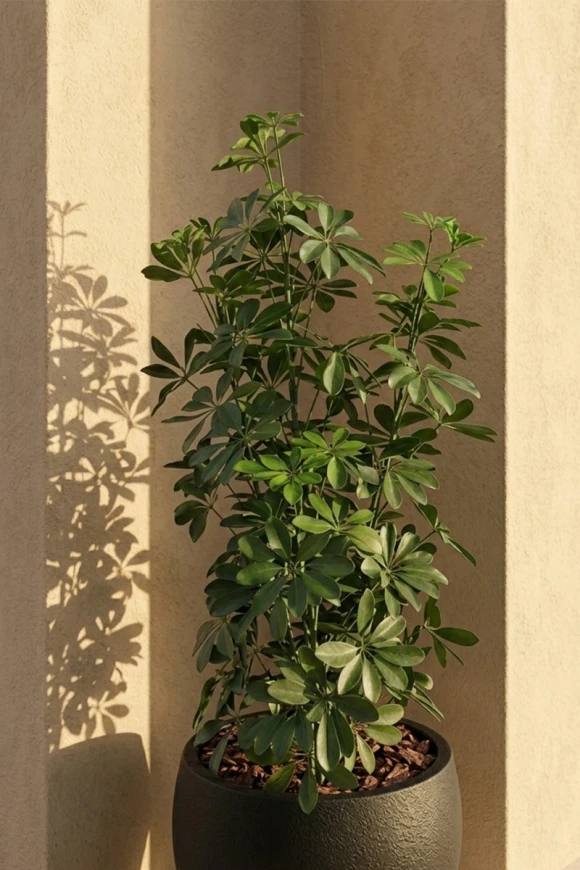 Outdoor Artificial Pittosporum in Black Easington Pot - 120cm