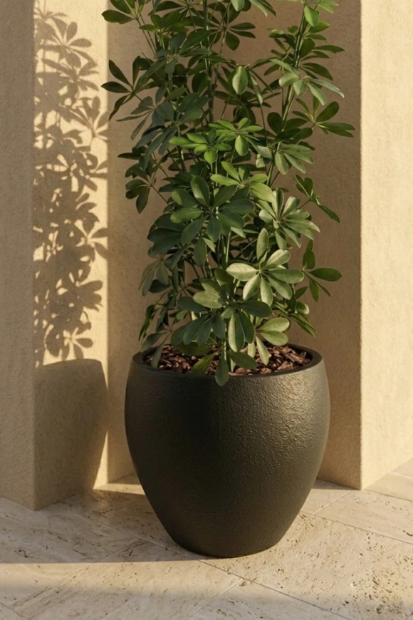 Outdoor Artificial Pittosporum in Black Easington Pot - 120cm