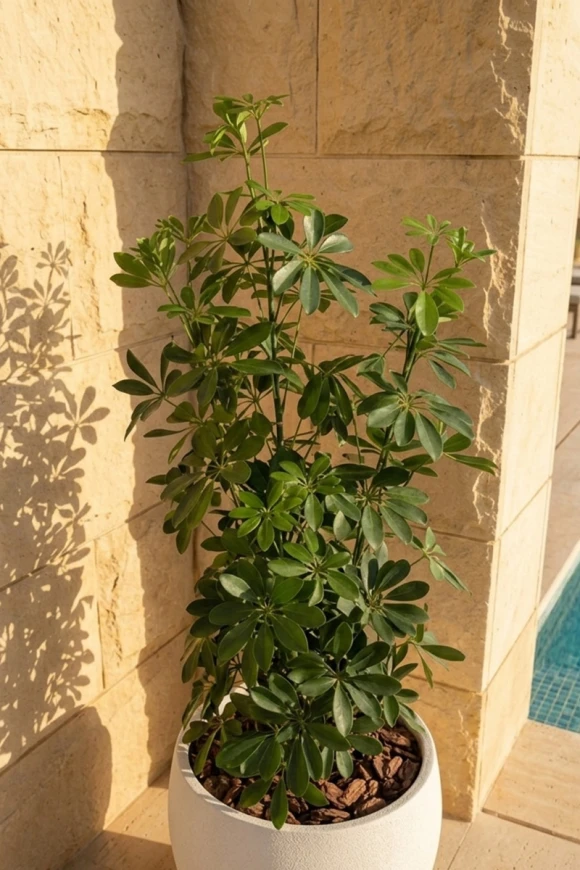 Outdoor Artificial Pittosporum in White Easington Pot - 120cm