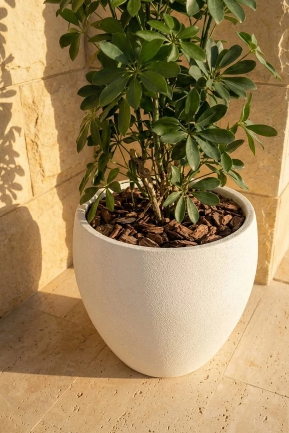 Outdoor Artificial Pittosporum in White Easington Pot - 120cm