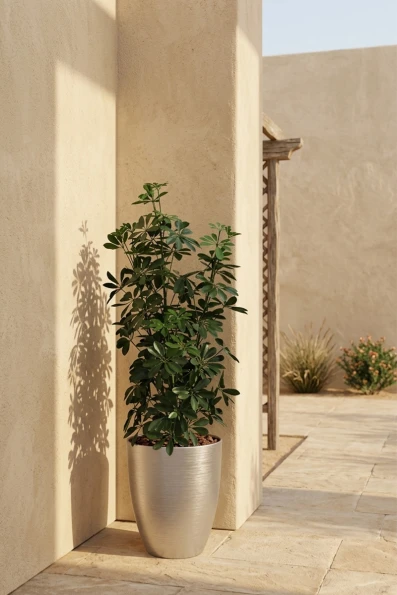 Outdoor Artificial Pittosporum in Silver Buxley Pot - 120cm