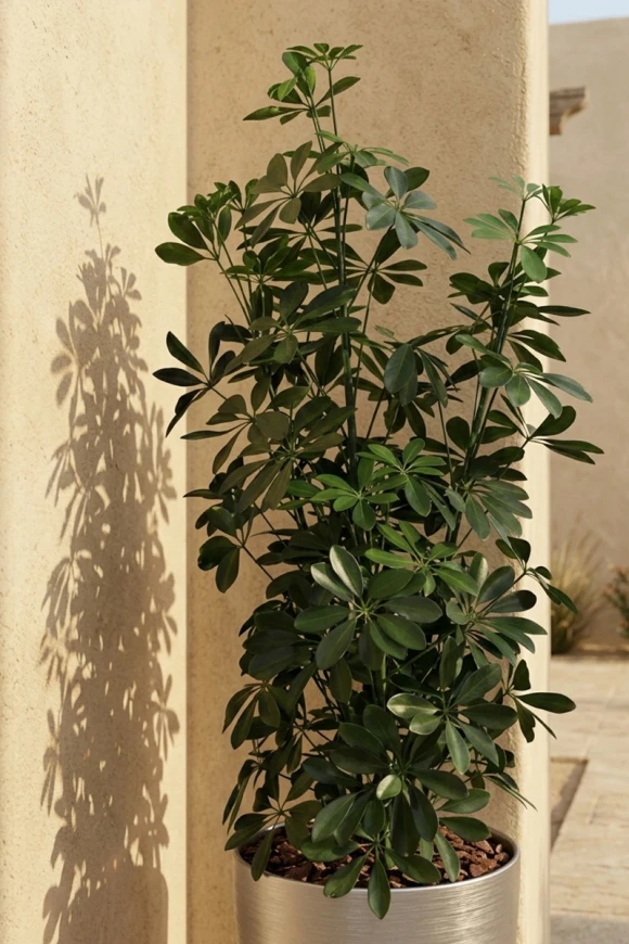 Outdoor Artificial Pittosporum in Silver Buxley Pot - 120cm