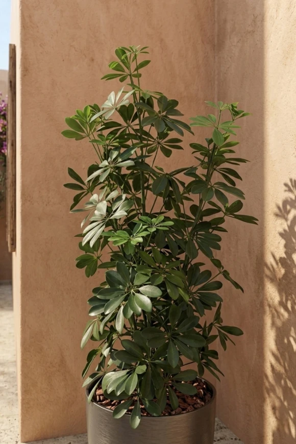 Outdoor Artificial Pittosporum in Charcoal Buxley Pot - 120cm