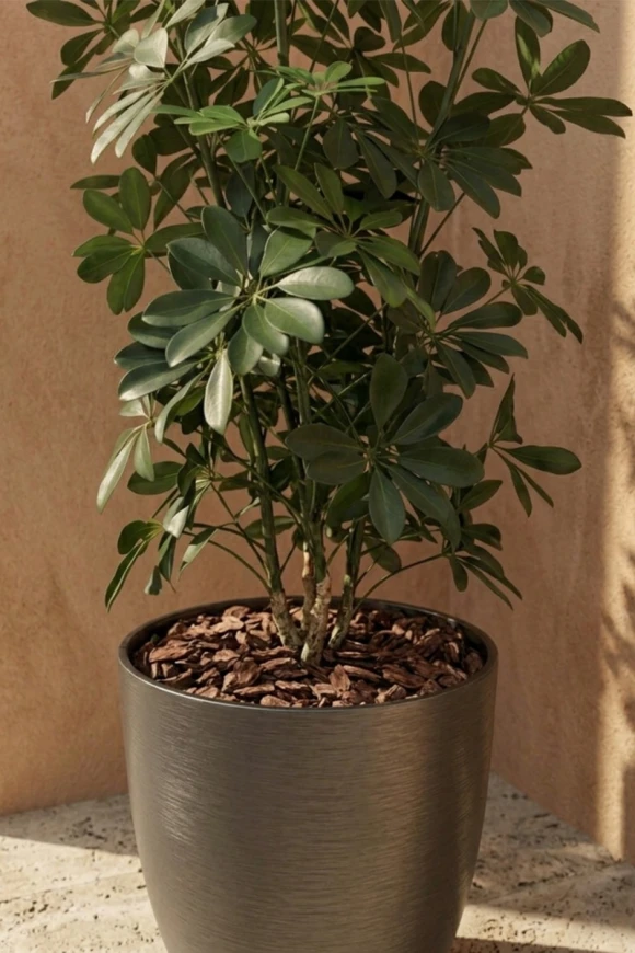 Outdoor Artificial Pittosporum in Charcoal Buxley Pot - 120cm