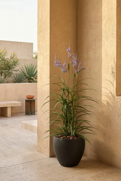 Outdoor Artificial Lavender Grass in Black Easington Pot - 170cm