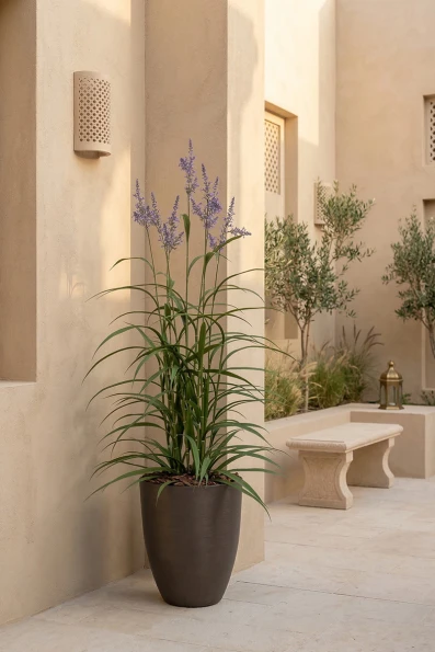 Outdoor Artificial Lavender Grass in Charcoal Buxley Pot - 170cm