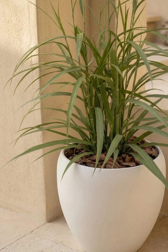 Outdoor Artificial Switchgrass in White Easington Pot - 170cm