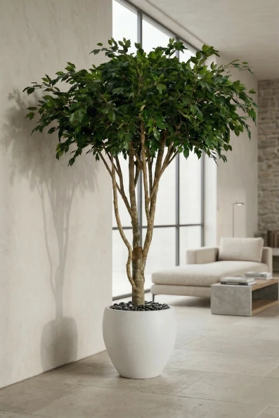 Artificial Ficus Tree in White Easington Pot - 270cm