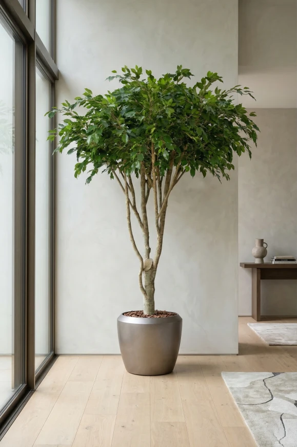 Artificial Ficus Tree in Earle Slate Dumpy Pot - 270cm