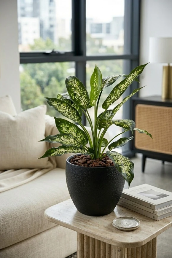 Artificial Dieffenbachia in Black Easington Pot - 80cm