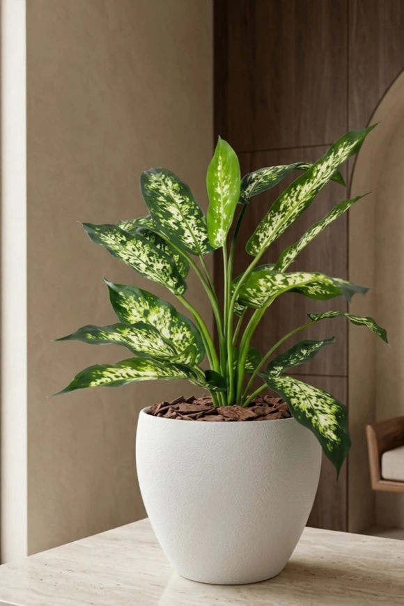 Artificial Dieffenbachia in White Easington Pot - 80cm