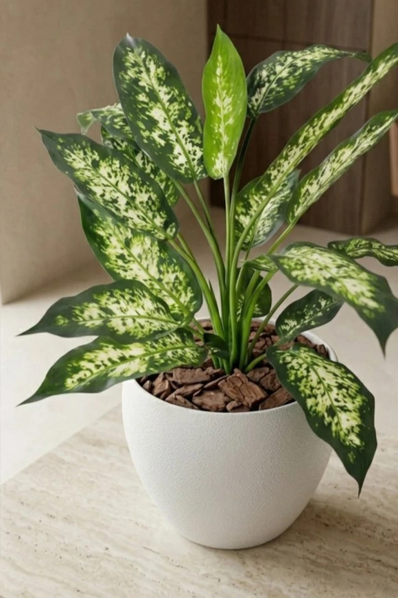 Artificial Dieffenbachia in White Easington Pot - 80cm