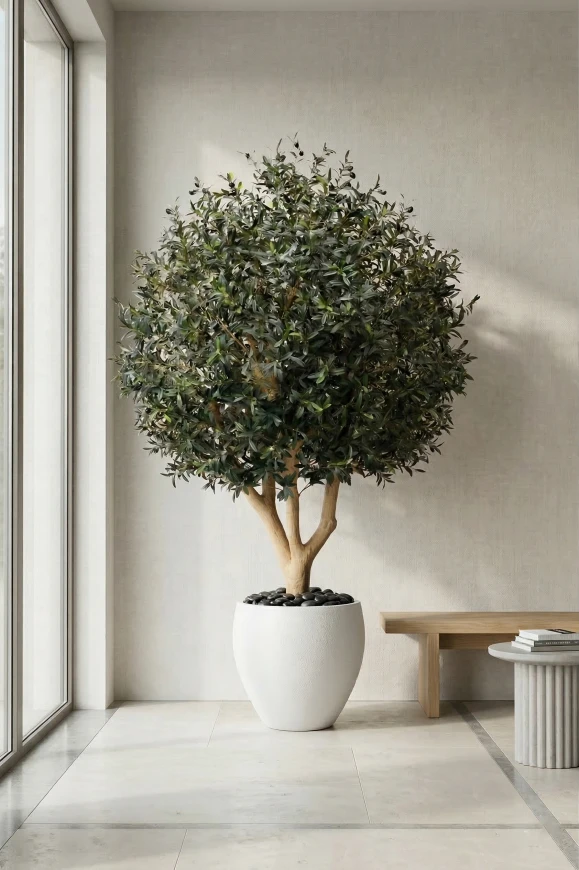 Large Artificial Olive Tree In White Easington Pot - 240cm