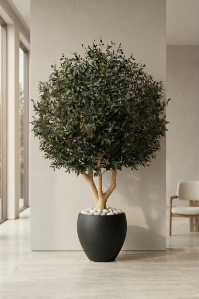 Large Artificial Olive Tree In Black Easington Pot - 240cm