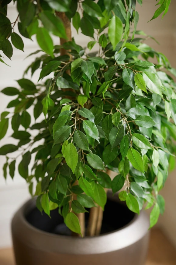 Artificial Ficus Double Ball in Slate Earle Dumpy - 185cm