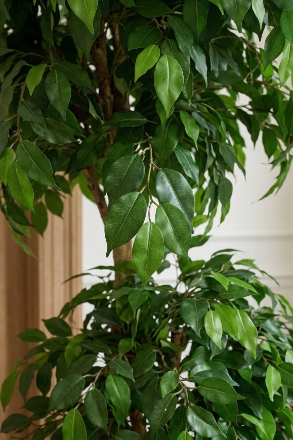 Artificial Ficus Double Ball in Charcoal Buxley - 185cm