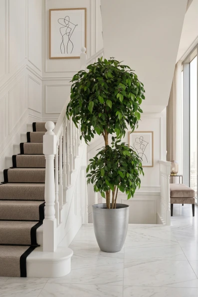 Artificial Ficus Double Ball in Silver Buxley - 185cm