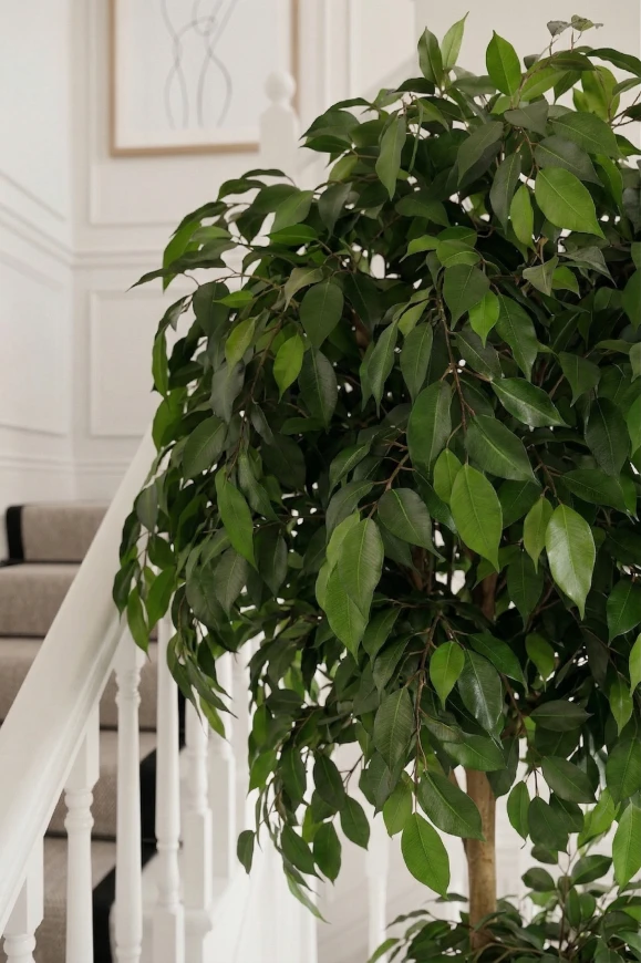 Artificial Ficus Double Ball in Silver Buxley - 185cm