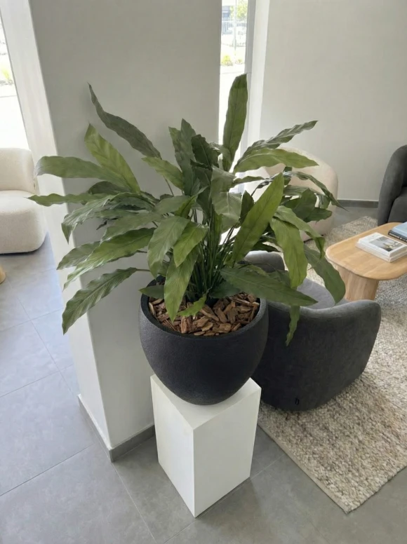 Artificial Calathea in Black Easington Pot - 85cm
