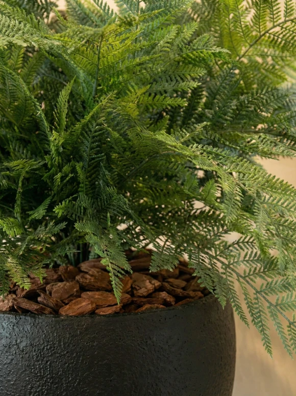 Artificial Leatherleaf Fern in Black Easington Pot - 50cm