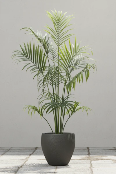 Image of Outdoor Kentia Palm in Easington Pot - 230cm