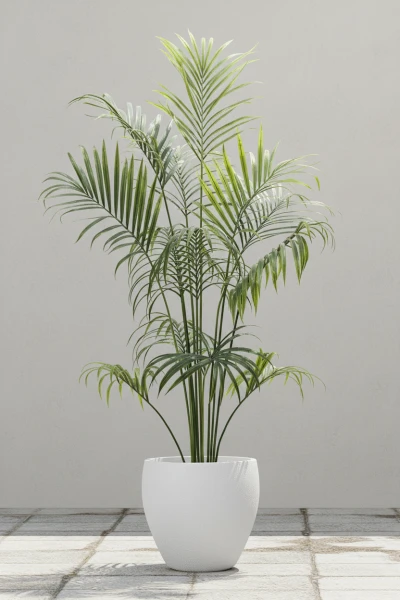 Image of Outdoor Kentia Palm in Easington Pot - 230cm