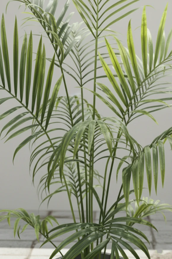 Image of Outdoor Kentia Palm in Easington Pot - 230cm