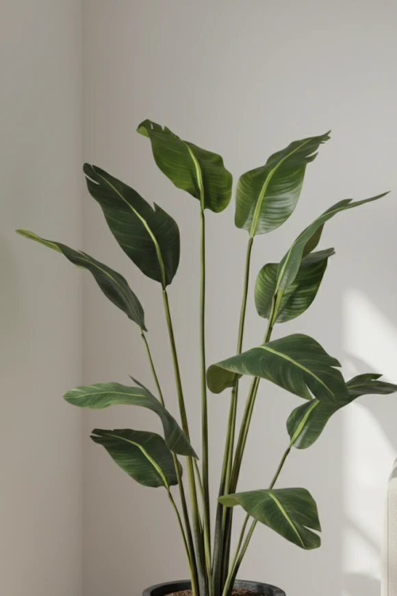 Image of Bird of Paradise in Pot - 180cm