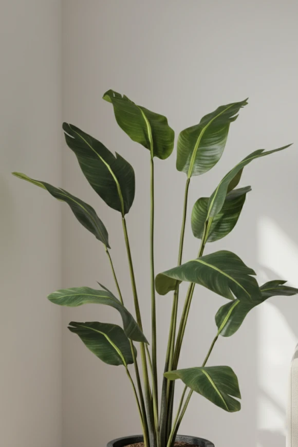 Image of Bird of Paradise in Pot - 180cm