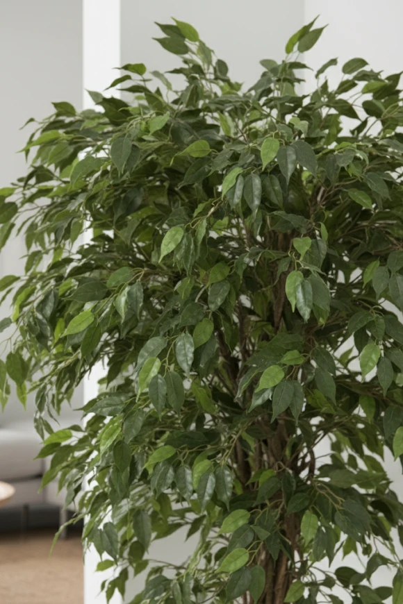 Image of Ficus Liana in Pot - 150cm
