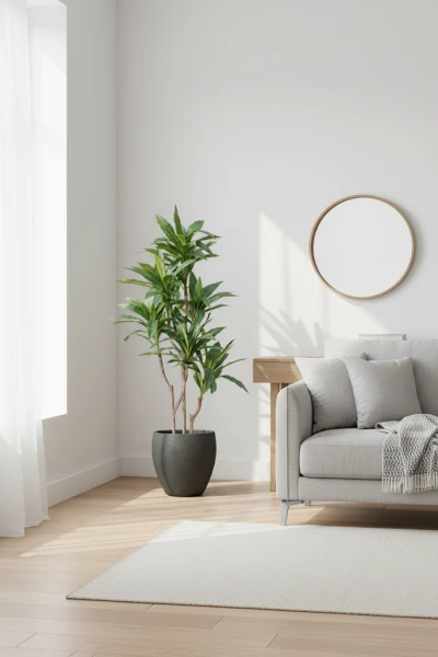 Image of Cordyline in Pot - 150cm