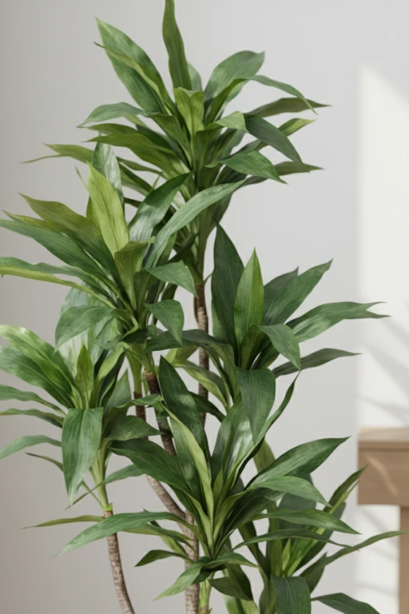 Image of Cordyline in Pot - 150cm