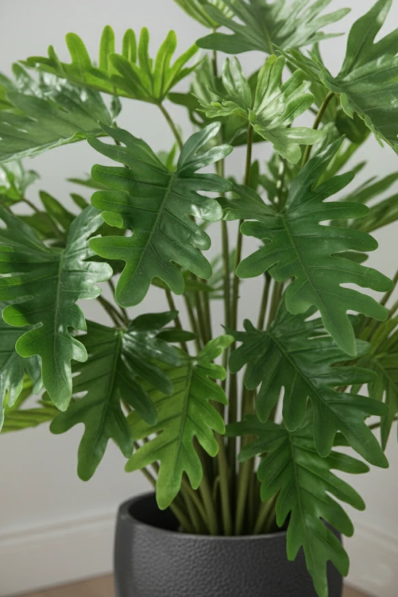 Image of Philodendron in Pot - 75cm