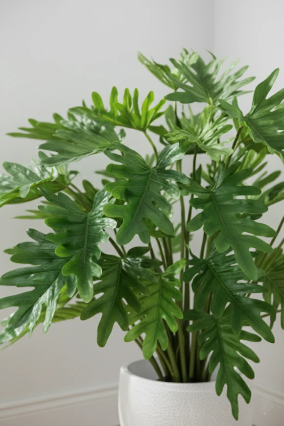 Image of Philodendron in Pot - 75cm
