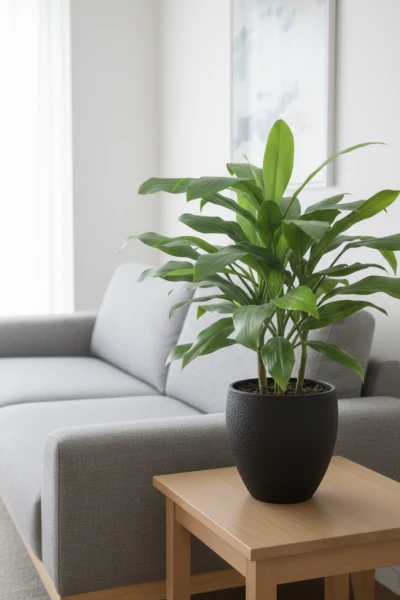 Image of Cordyline in Pot - 75cm