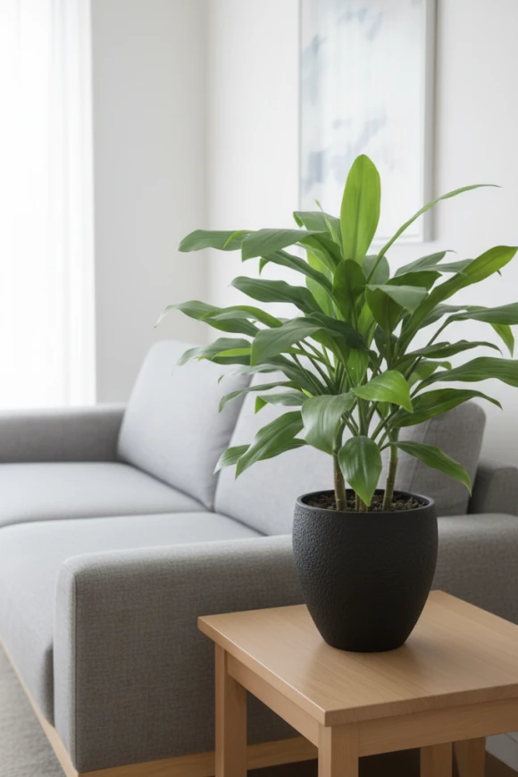 Image of Cordyline in Pot - 75cm