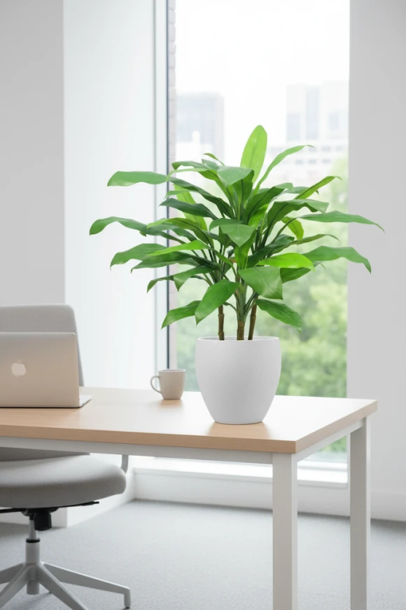 Image of Cordyline in Pot - 75cm