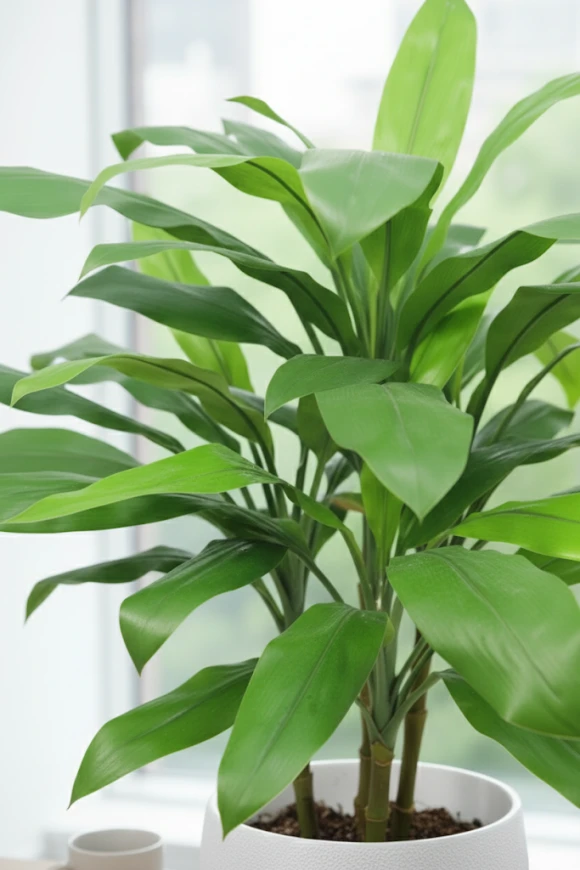 Image of Cordyline in Pot - 75cm