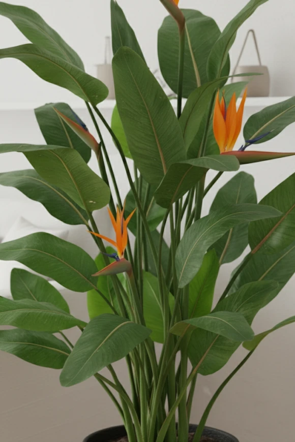 Image of Flowering Bird of Paradise in Pot - 120cm
